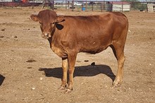 Jasmine Heifer