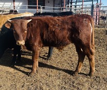 Calf 12