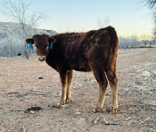 Calf 14