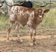 Calf 19