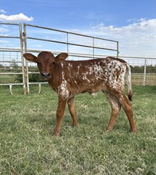 Calf 22