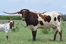 PECOS POLLY 2210