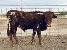 Calf 39