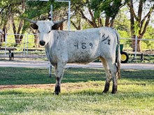 Calf 48