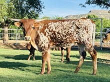 Calf 46