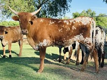 Calf 34