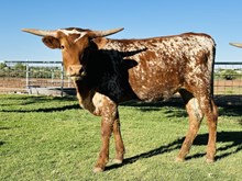 Calf 41