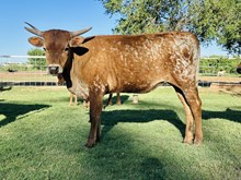 Calf 45