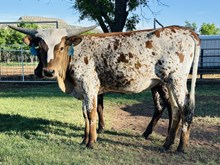Calf 38