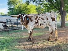 Calf 15