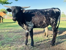 Calf 35