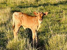 533 Heifer