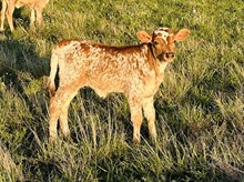 530 Heifer