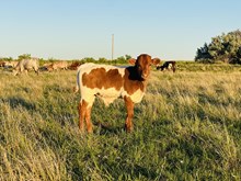 513 Bull
