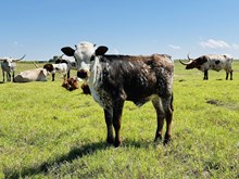 503 Heifer
