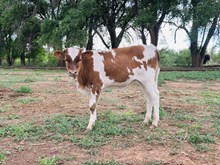 506 Heifer