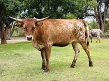 Calf 45