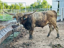 Calf 6