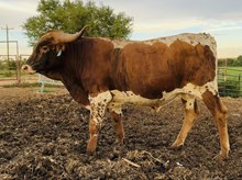 Calf 29