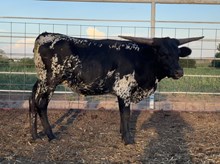 Calf 35