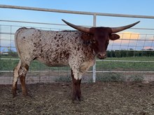 Calf 32