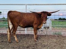 Calf 33