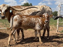 530 Heifer