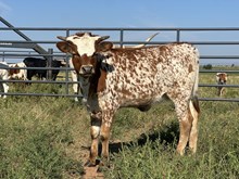 501 Heifer