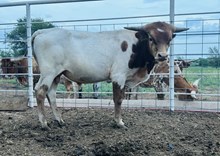 Calf 55