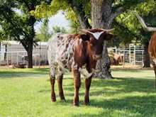 504 Heifer