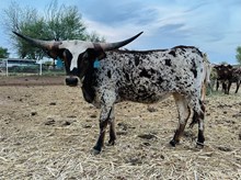 RI Ticket to Cheyenne